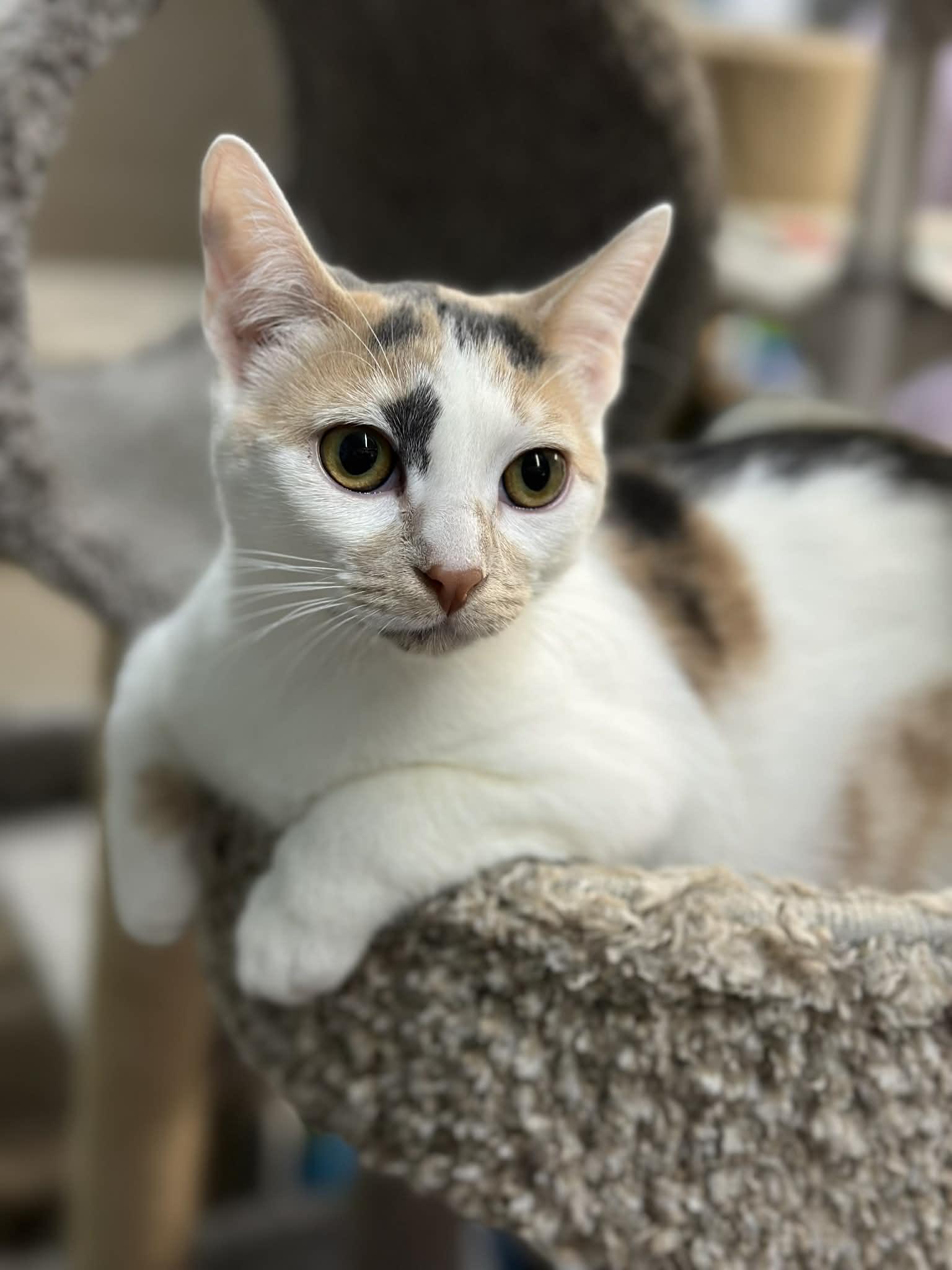 Enlarge Casey AND Willow, a Adoptable Domestic Short Hair in Gonic, NH image 2/3
