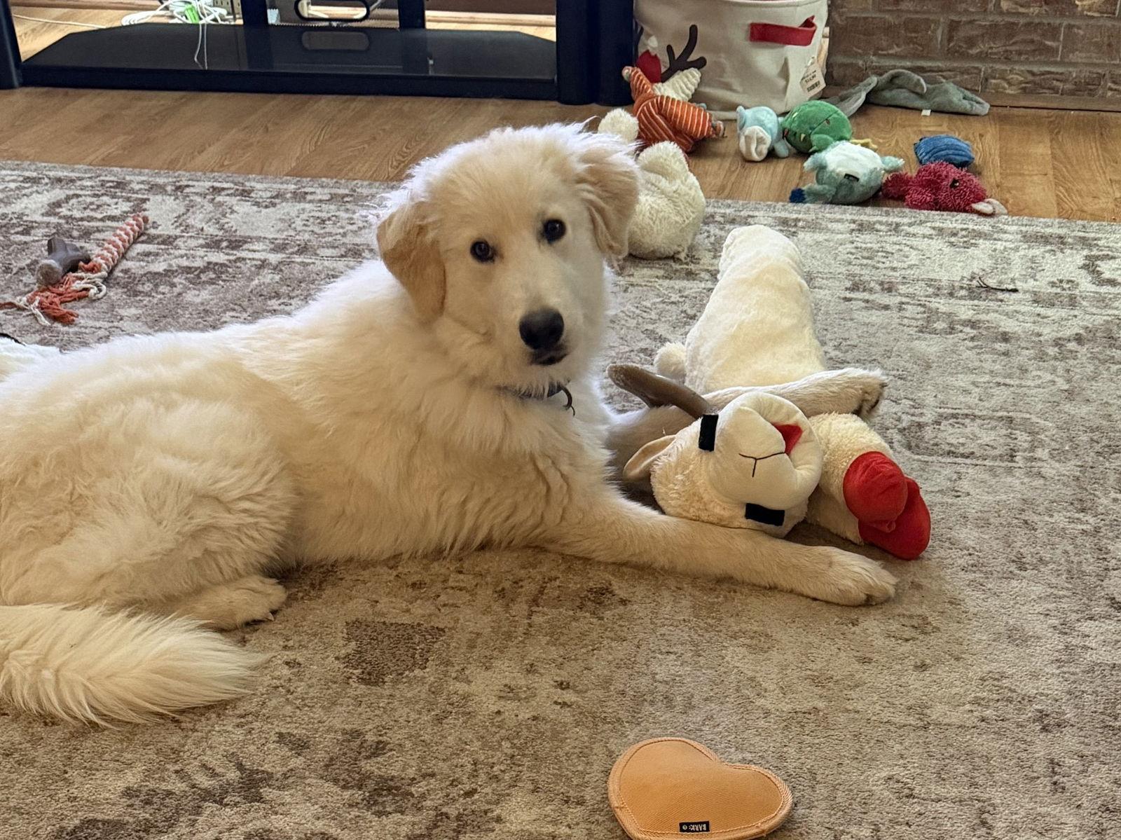 Enlarge Cody, a Adoptable Great Pyrenees in Houston, TX image 1/3