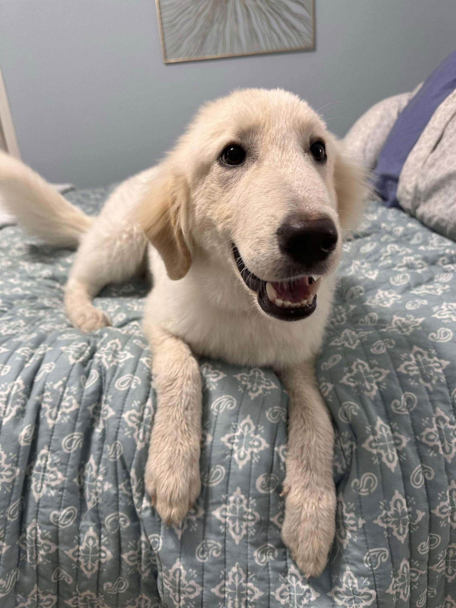 Cody, Adoptable, Puppy Male Great Pyrenees.