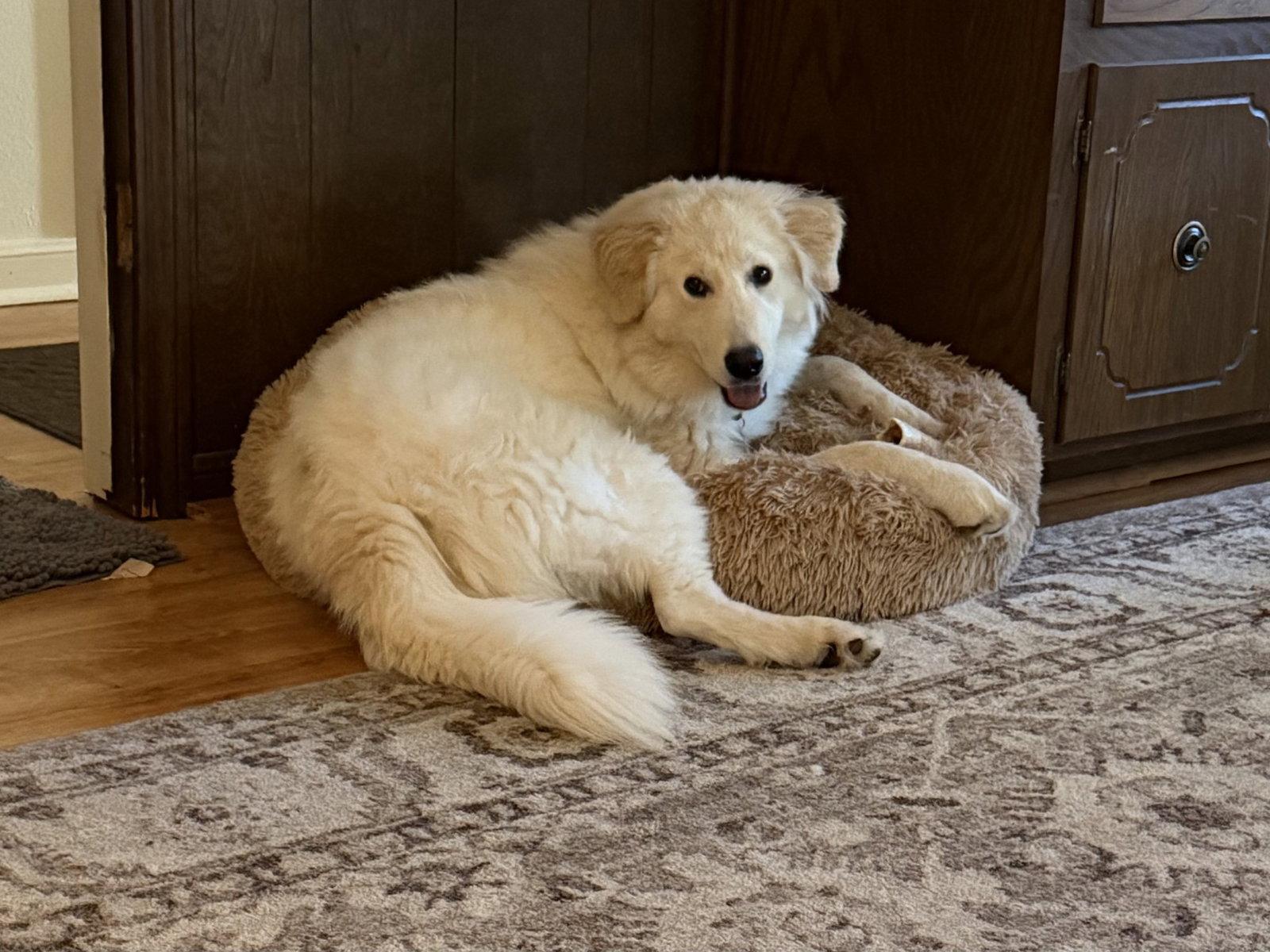 Enlarge Cody, a Adoptable Great Pyrenees in Houston, TX image 2/3