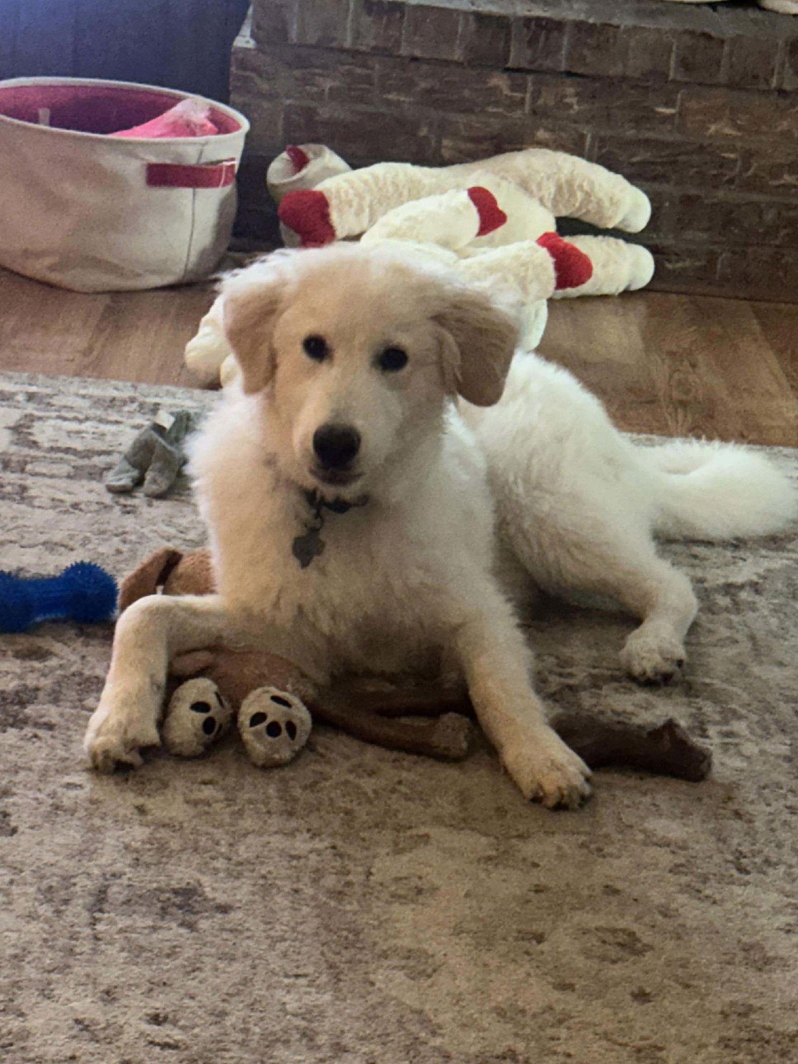 Enlarge Cody, a Adoptable Great Pyrenees in Houston, TX image 3/3