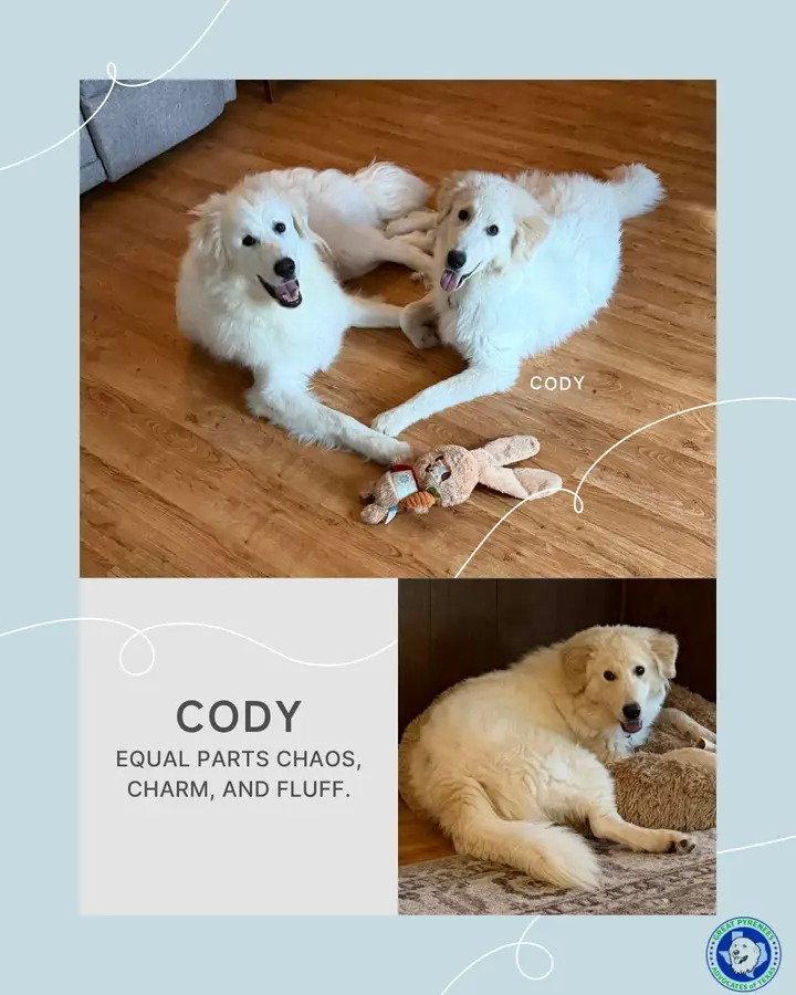 Enlarge Cody, a Adoptable Great Pyrenees in Houston, TX image 3/3