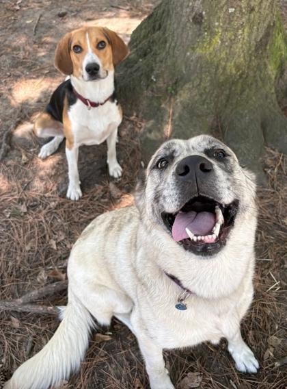 91355A Surrey - Adoption Ambassador, Adoptable, Adult Female Siberian Husky & Mixed Breed.