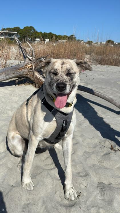 Enlarge 91355A Surrey - Adoption Ambassador, a Adoptable mixed breed in North Charleston, SC image 2/3