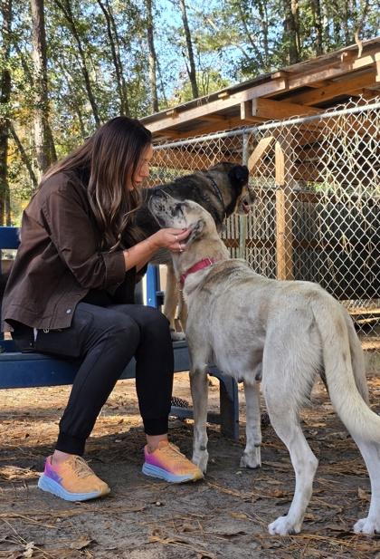 Enlarge 91355A Surrey - Adoption Ambassador, a Adoptable mixed breed in North Charleston, SC image 3/3