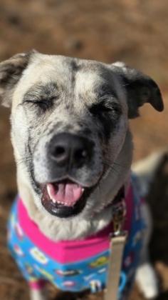 91355A Surrey - Adoption Ambassador, a Adoptable mixed breed in North Charleston, SC image 3/3