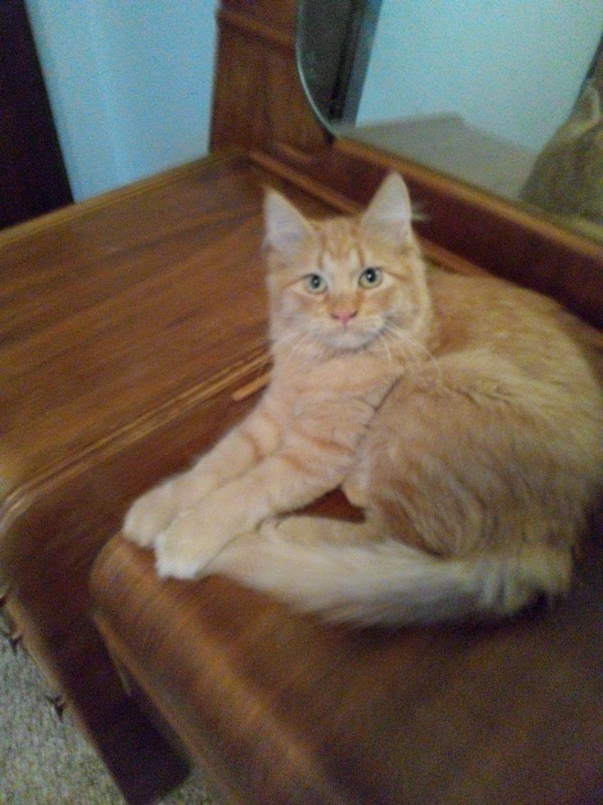 Enlarge Arla, a Adoptable Domestic Medium Hair in Mound, MN image 1/1