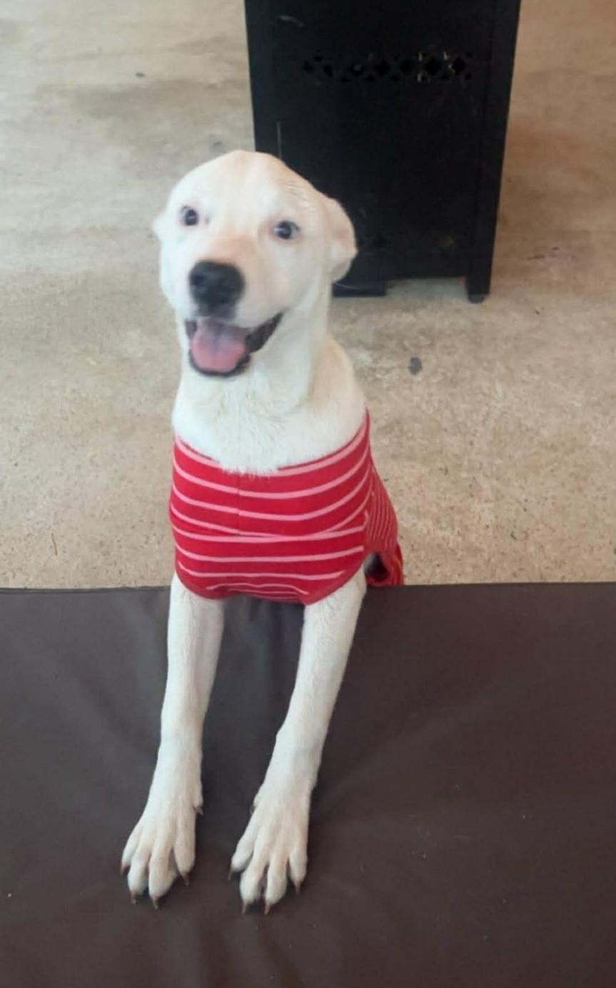 Zazu, a Adoptable mixed breed in Paramus, NJ image 4/6