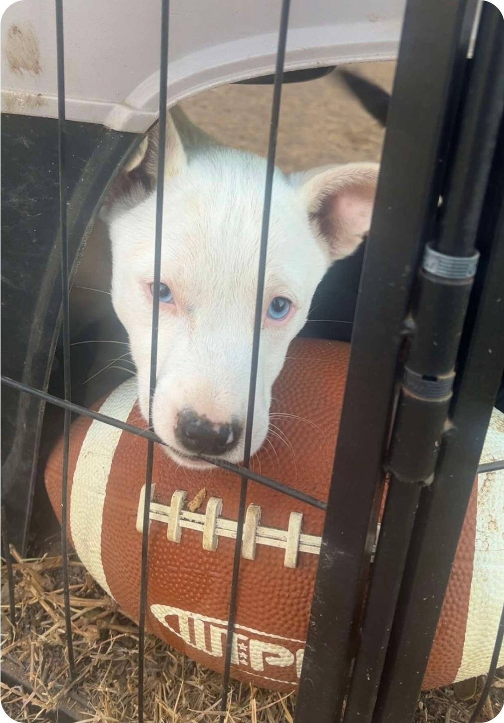 Enlarge Zazu, a Adoptable mixed breed in Paramus, NJ image 1/6