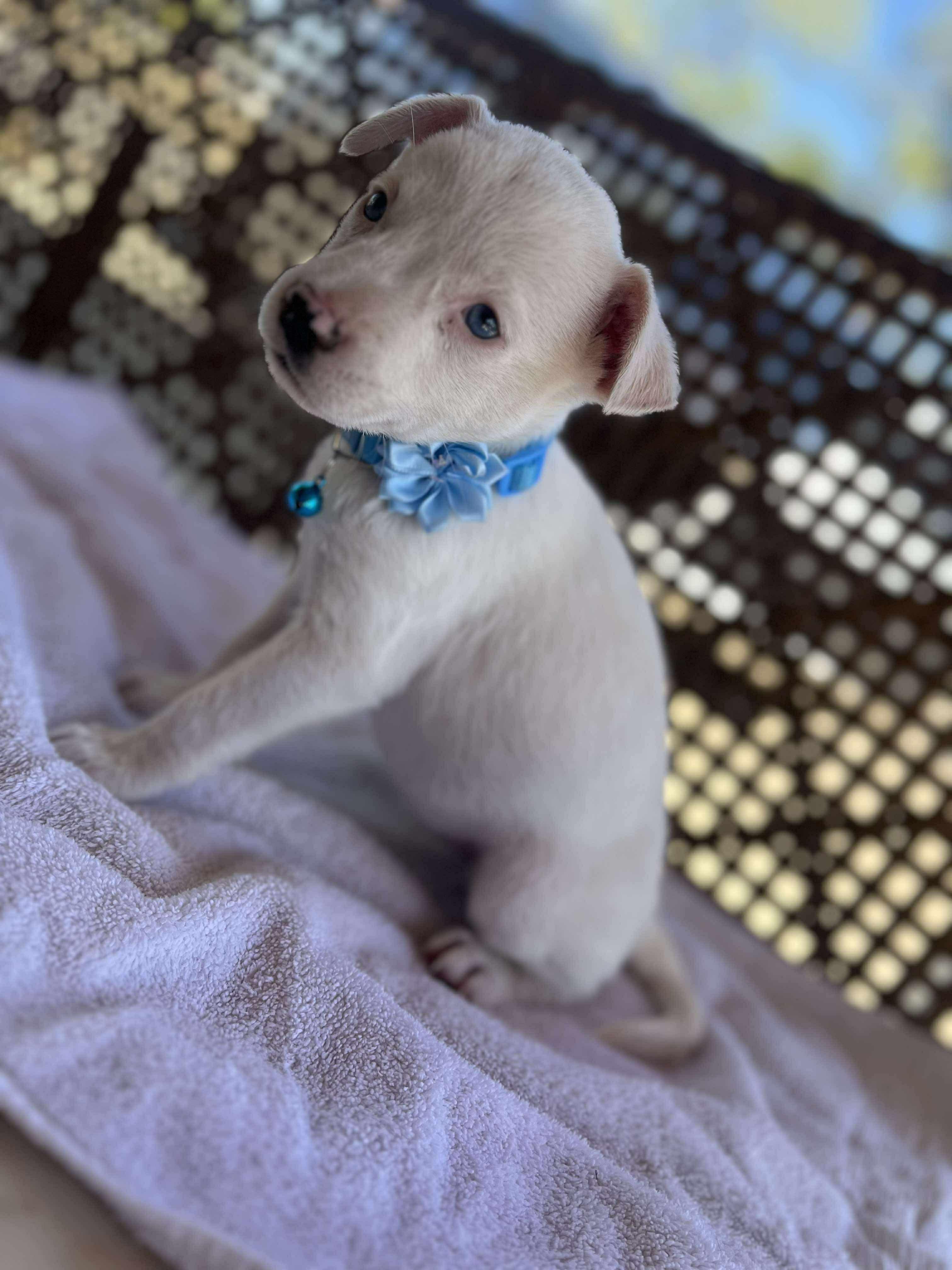 Enlarge Zazu, a Adoptable mixed breed in Paramus, NJ image 6/6