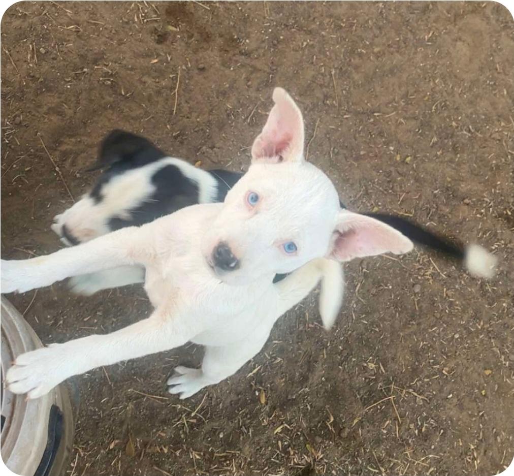 Enlarge Zazu, a Adoptable mixed breed in Paramus, NJ image 4/6