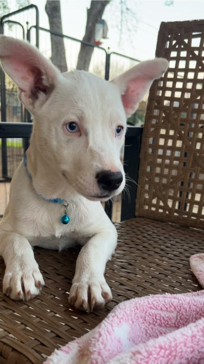 Enlarge Zazu, a Adoptable mixed breed in Paramus, NJ image 2/6