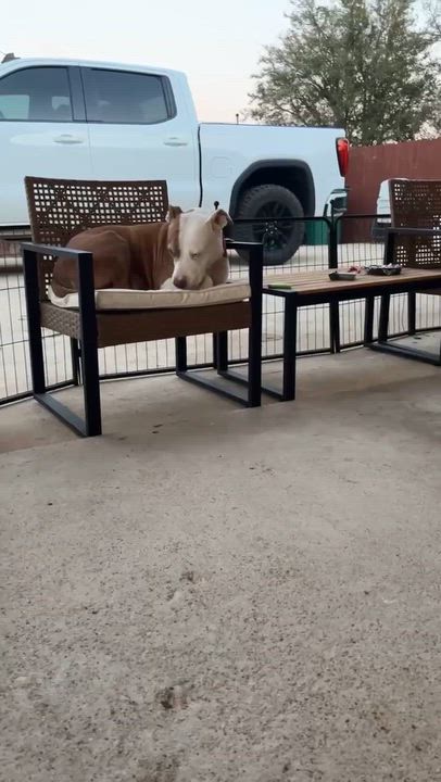 Enlarge Zazu, a Adoptable mixed breed in Paramus, NJ video 3/6