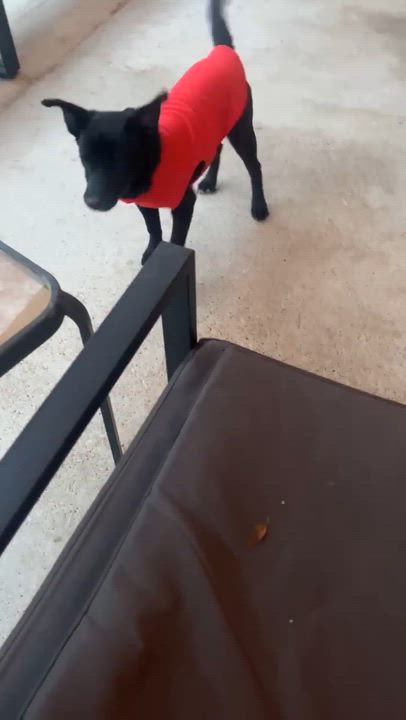 Enlarge Zazu, a Adoptable mixed breed in Paramus, NJ video 6/6