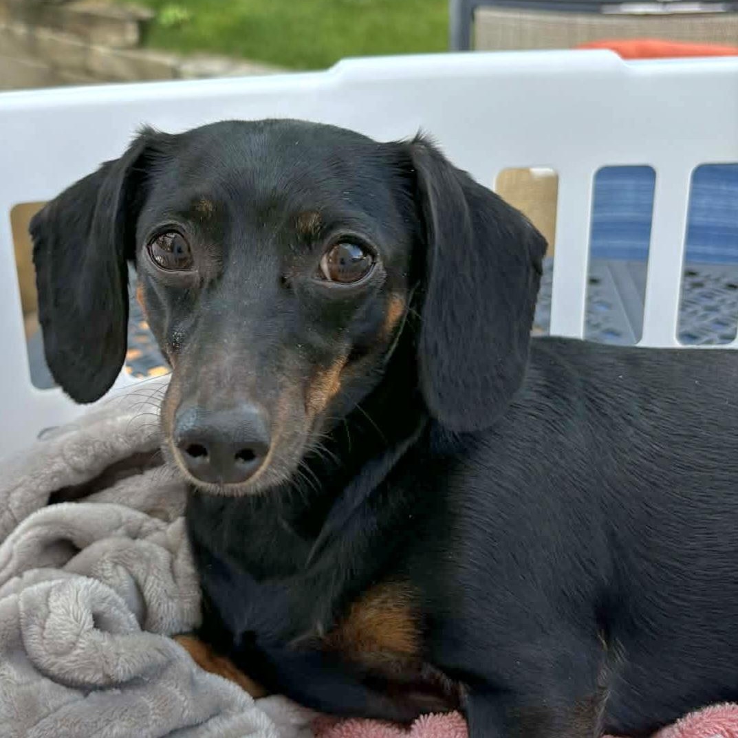 Ellie--Adoption Pending, Adoptable, Adult Female Dachshund.