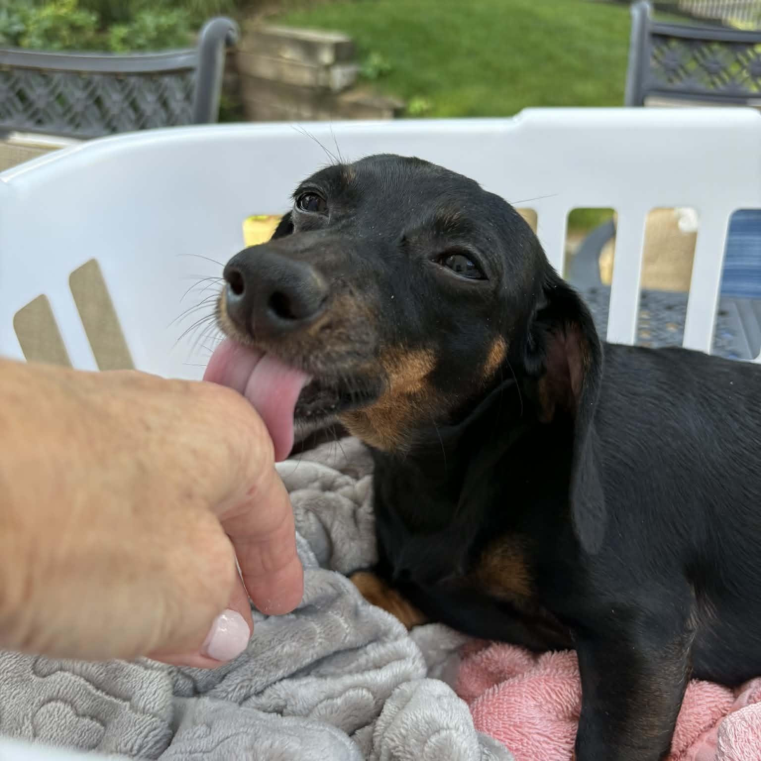 Ellie--Adoption Pending, a Adoptable Dachshund in Omaha, NE image 3/3