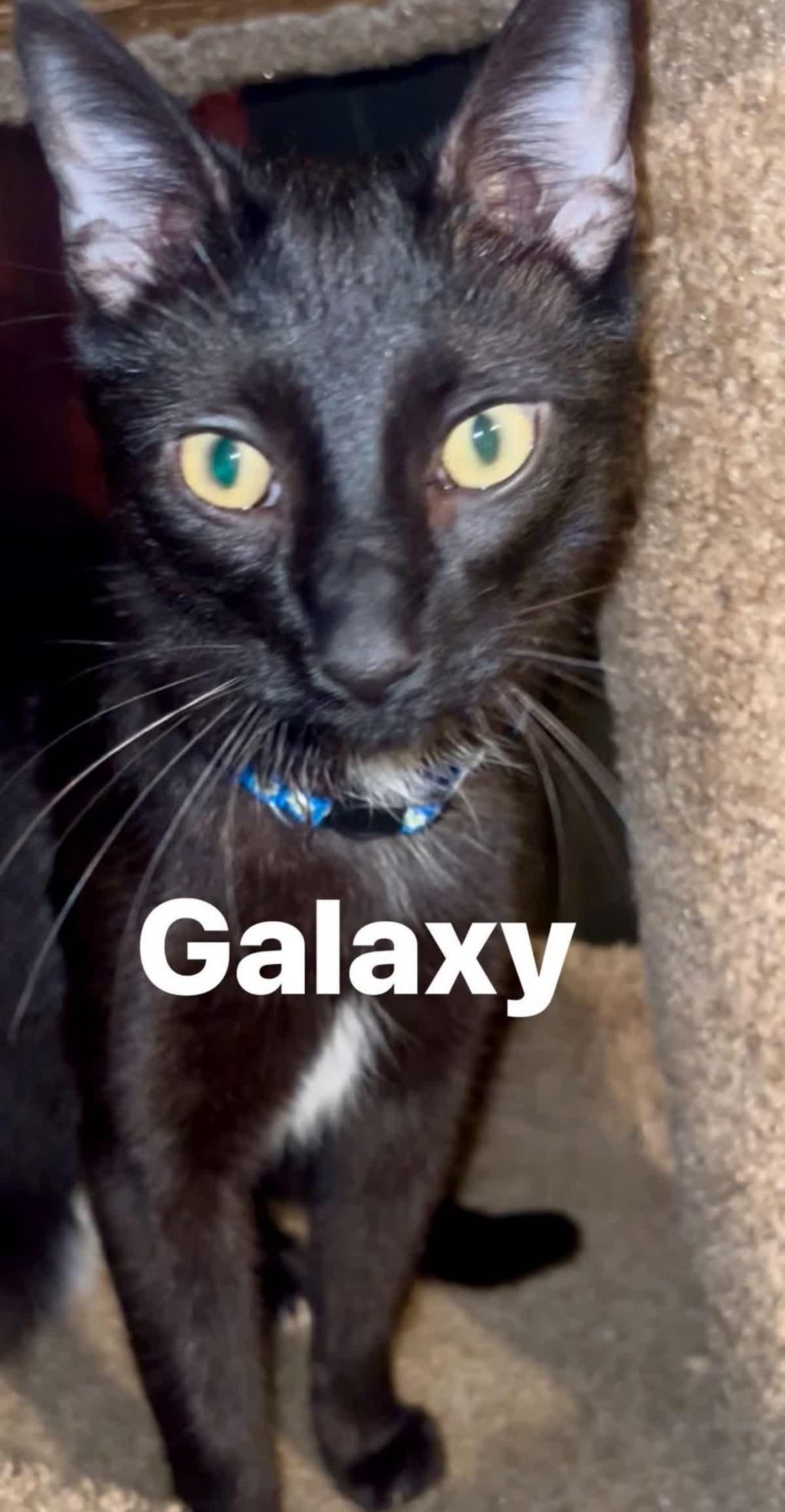 Galaxy, Adoptable, Young Male Domestic Short Hair.