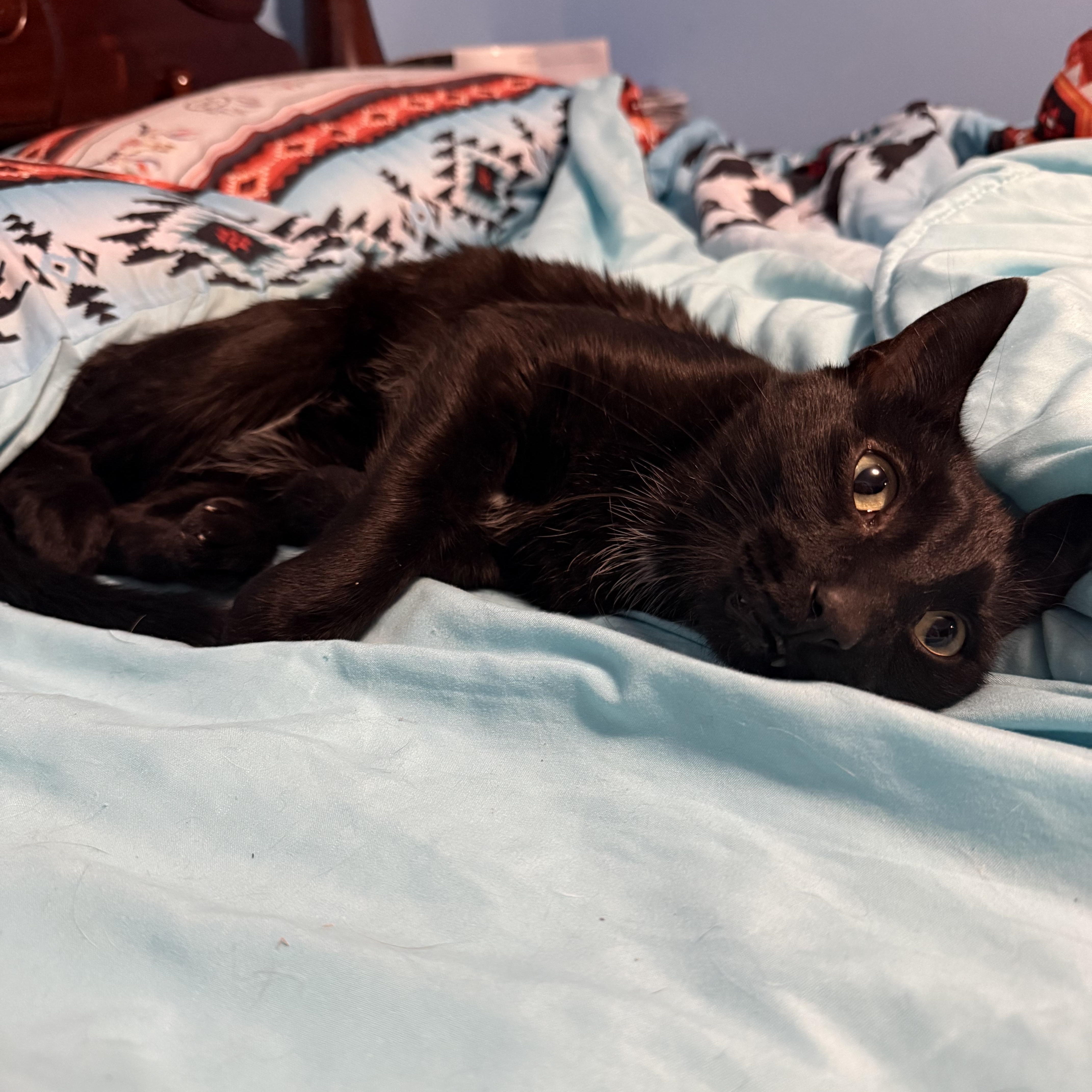 Enlarge Galaxy, an adoptable Domestic Short Hair in Lemont, IL image 6/6