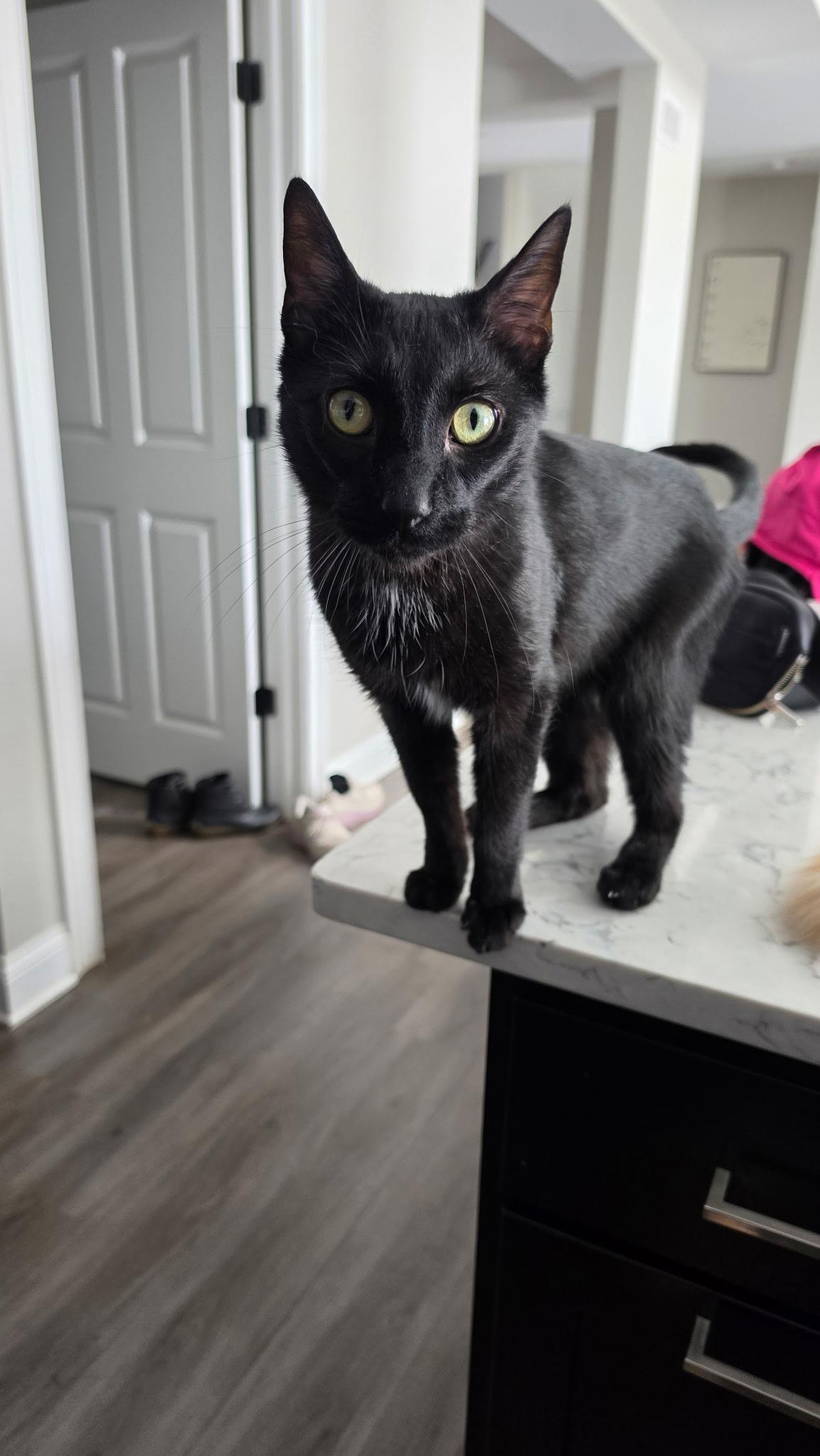 Enlarge Galaxy, an adoptable Domestic Short Hair in Lemont, IL image 6/6