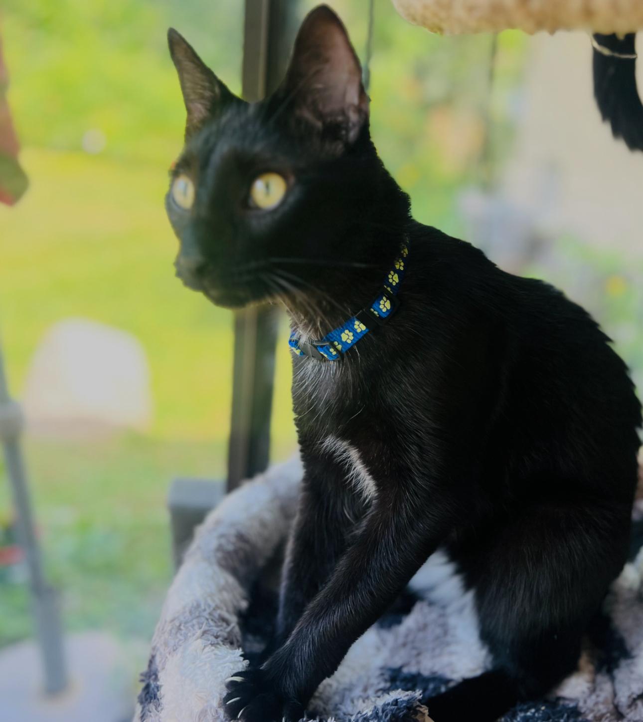 Enlarge Galaxy, a Adoptable Domestic Short Hair in Lemont, IL image 4/6