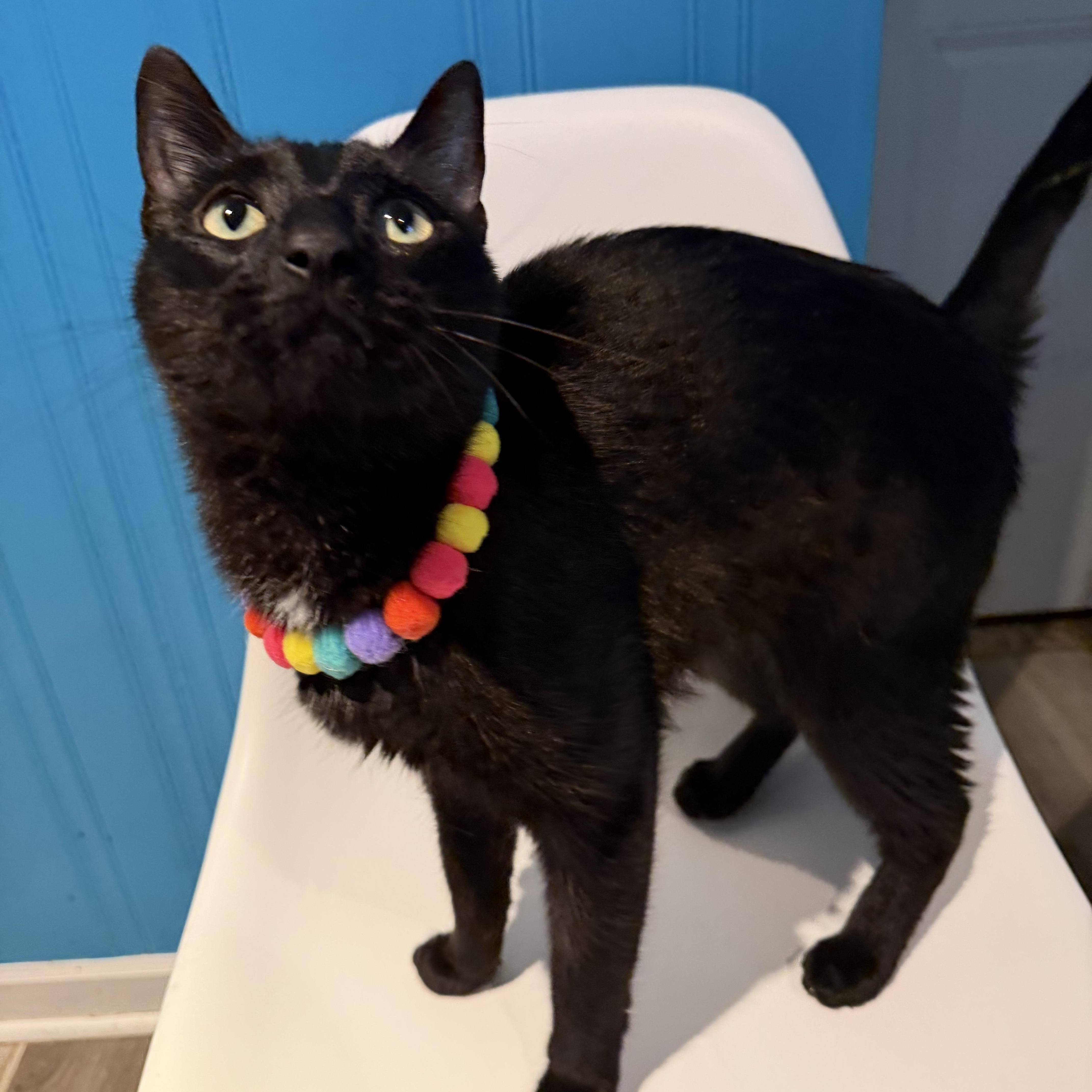 Enlarge Galaxy, an adoptable Domestic Short Hair in Lemont, IL image 5/6