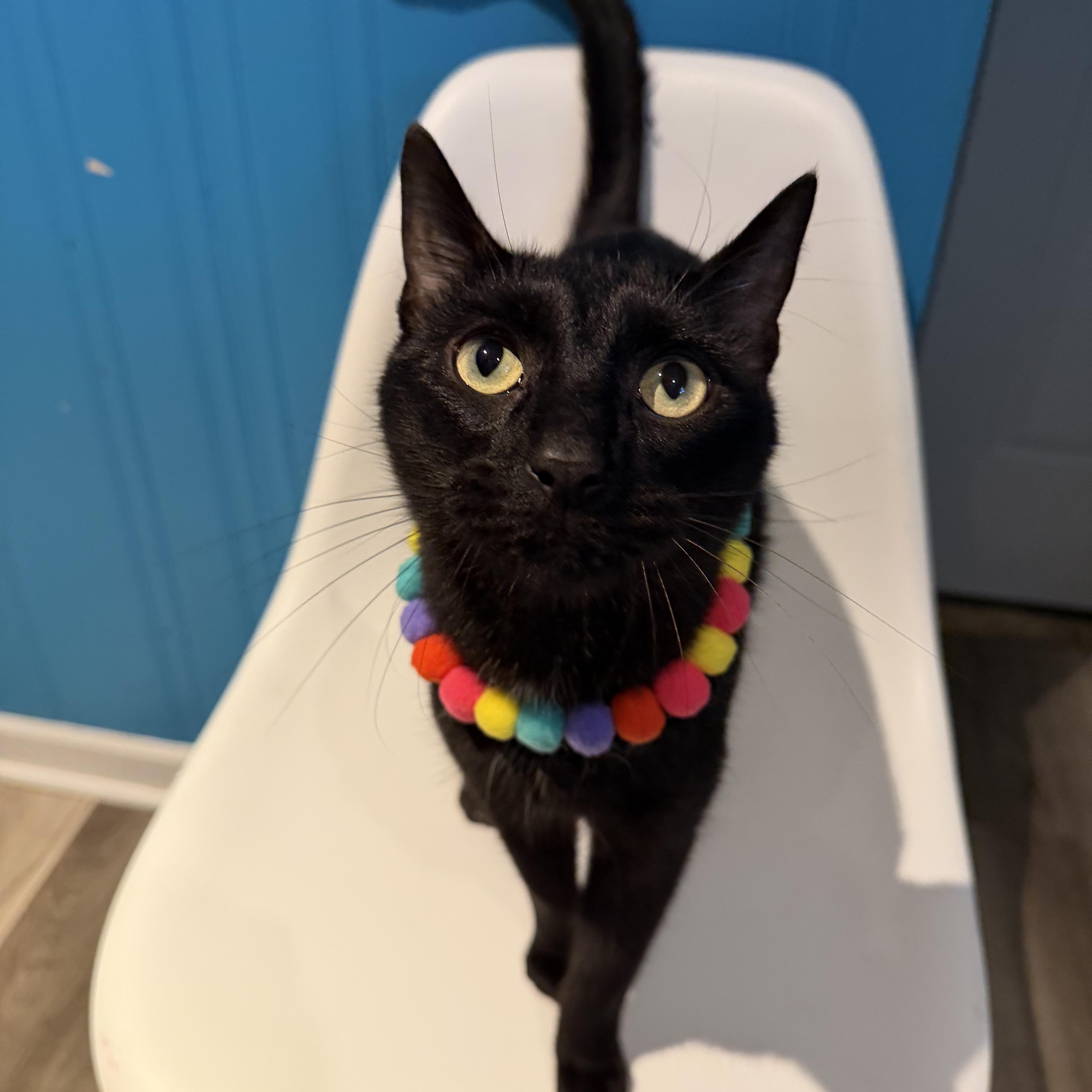 Enlarge Galaxy, an adoptable Domestic Short Hair in Lemont, IL image 1/6