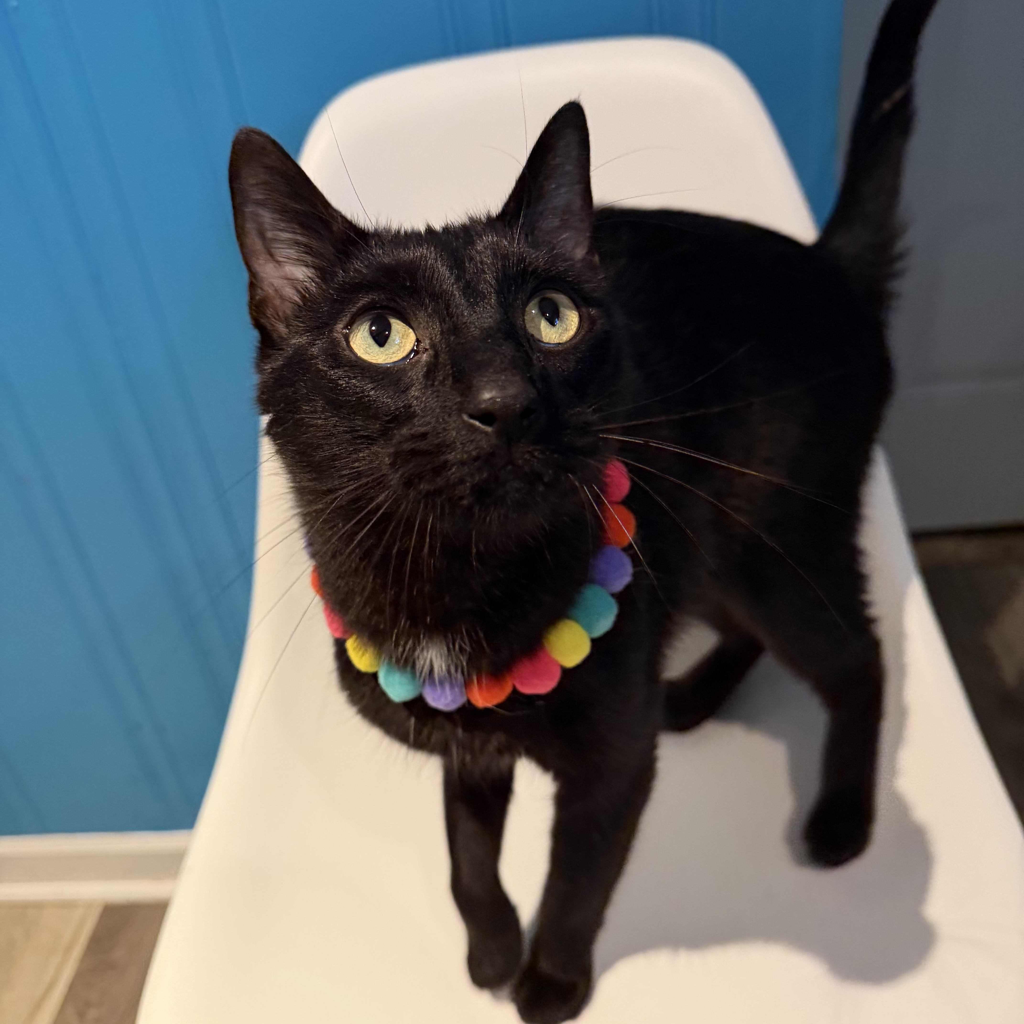 Enlarge Galaxy, an adoptable Domestic Short Hair in Lemont, IL image 3/6