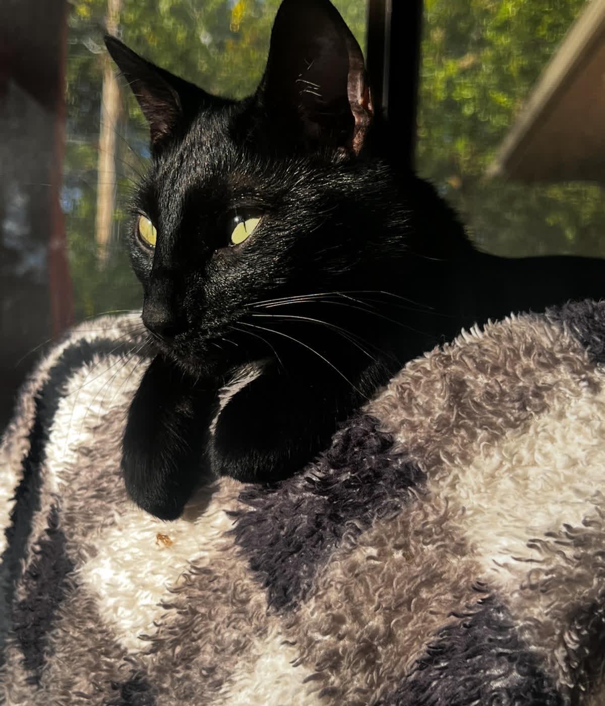 Enlarge Galaxy, a Adoptable Domestic Short Hair in Lemont, IL image 2/6