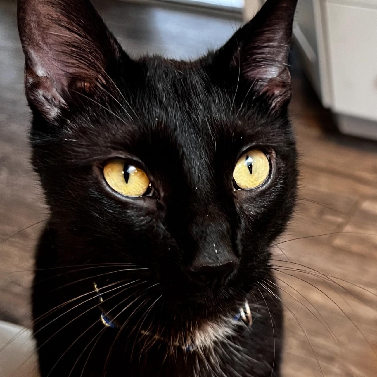 Galaxy, Adoptable, Young Male Domestic Short Hair.