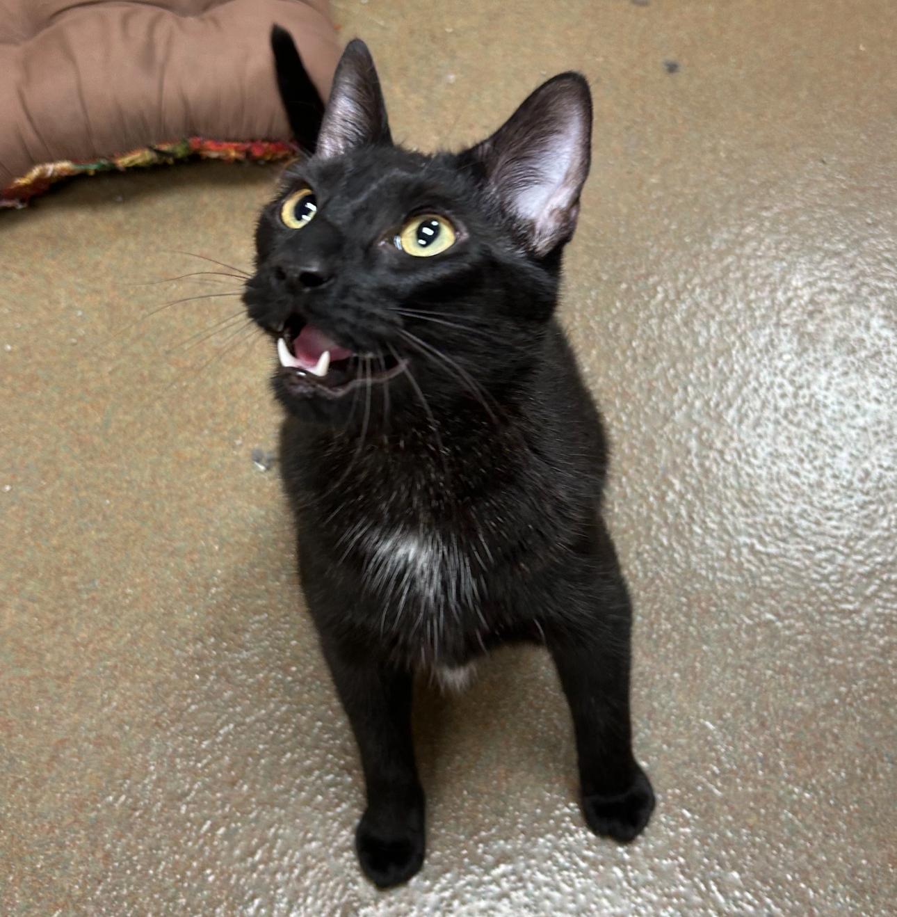 Enlarge Galaxy, a Adoptable Domestic Short Hair in Lemont, IL image 5/6