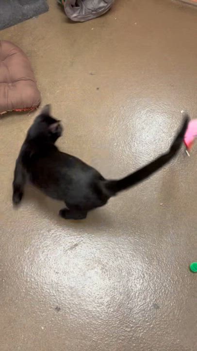 Enlarge Galaxy, a Adoptable Domestic Short Hair in Lemont, IL video 6/6