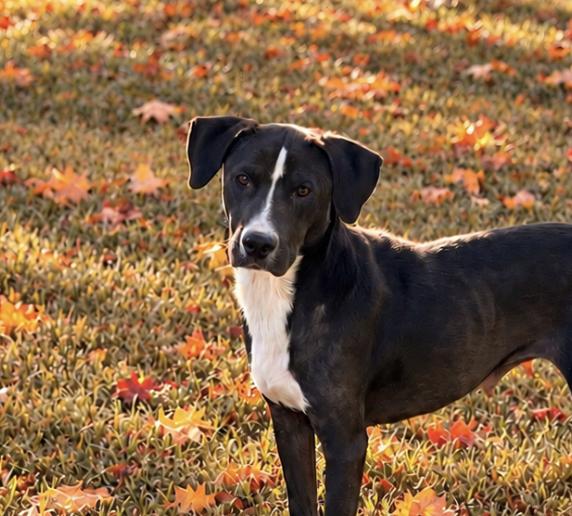 Enlarge Mercy Momma West, a Adoptable mixed breed in Woburn, MA image 1/4