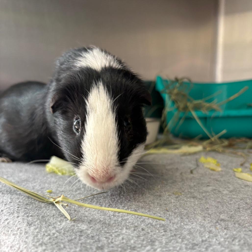 Toe, Adoptable, Adult Male Guinea Pig.