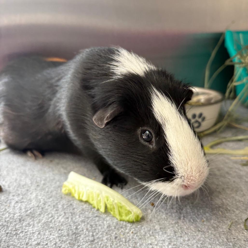 Enlarge Toe, a Adoptable Guinea Pig in Saugerties, NY image 2/3