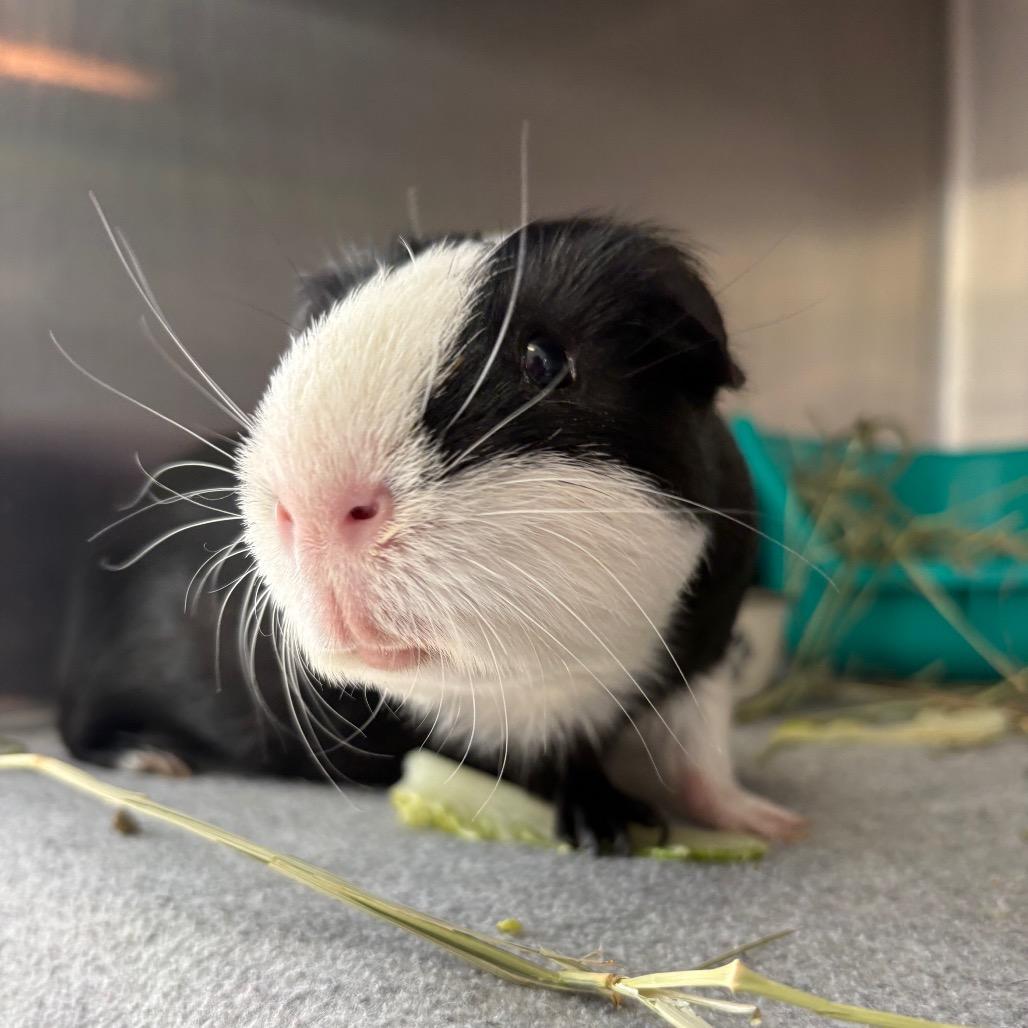 Enlarge Toe, a Adoptable Guinea Pig in Saugerties, NY image 3/3