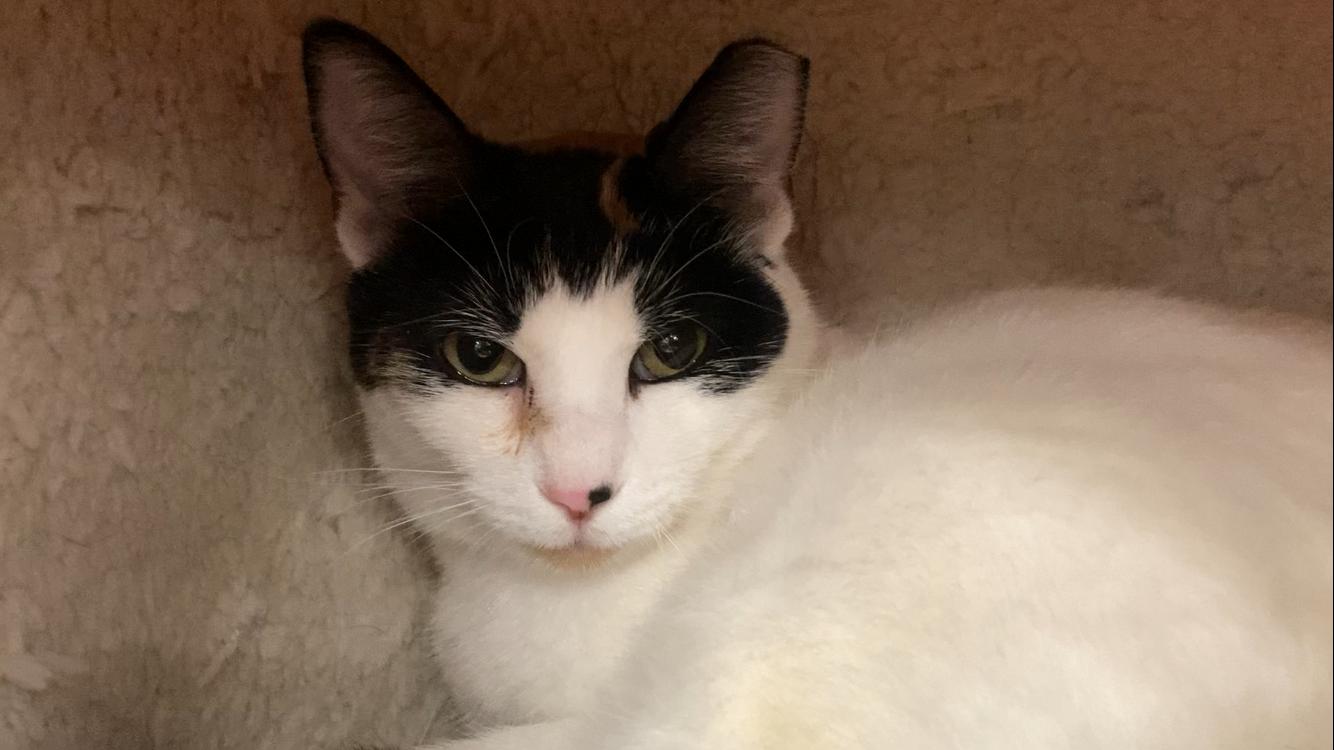 Niki, Adult Female Calico