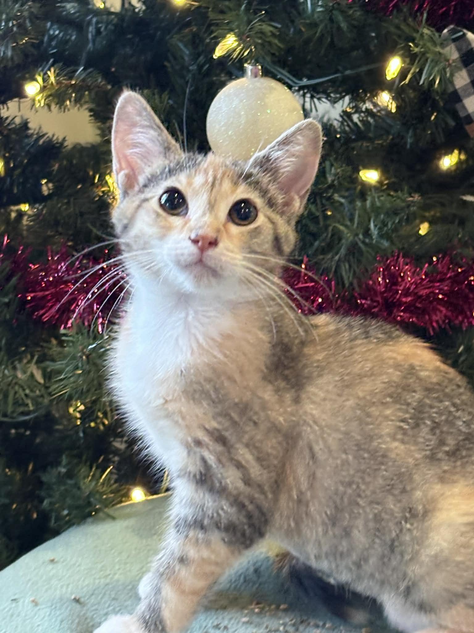 Falicity, Adoptable, Young Female American Shorthair.