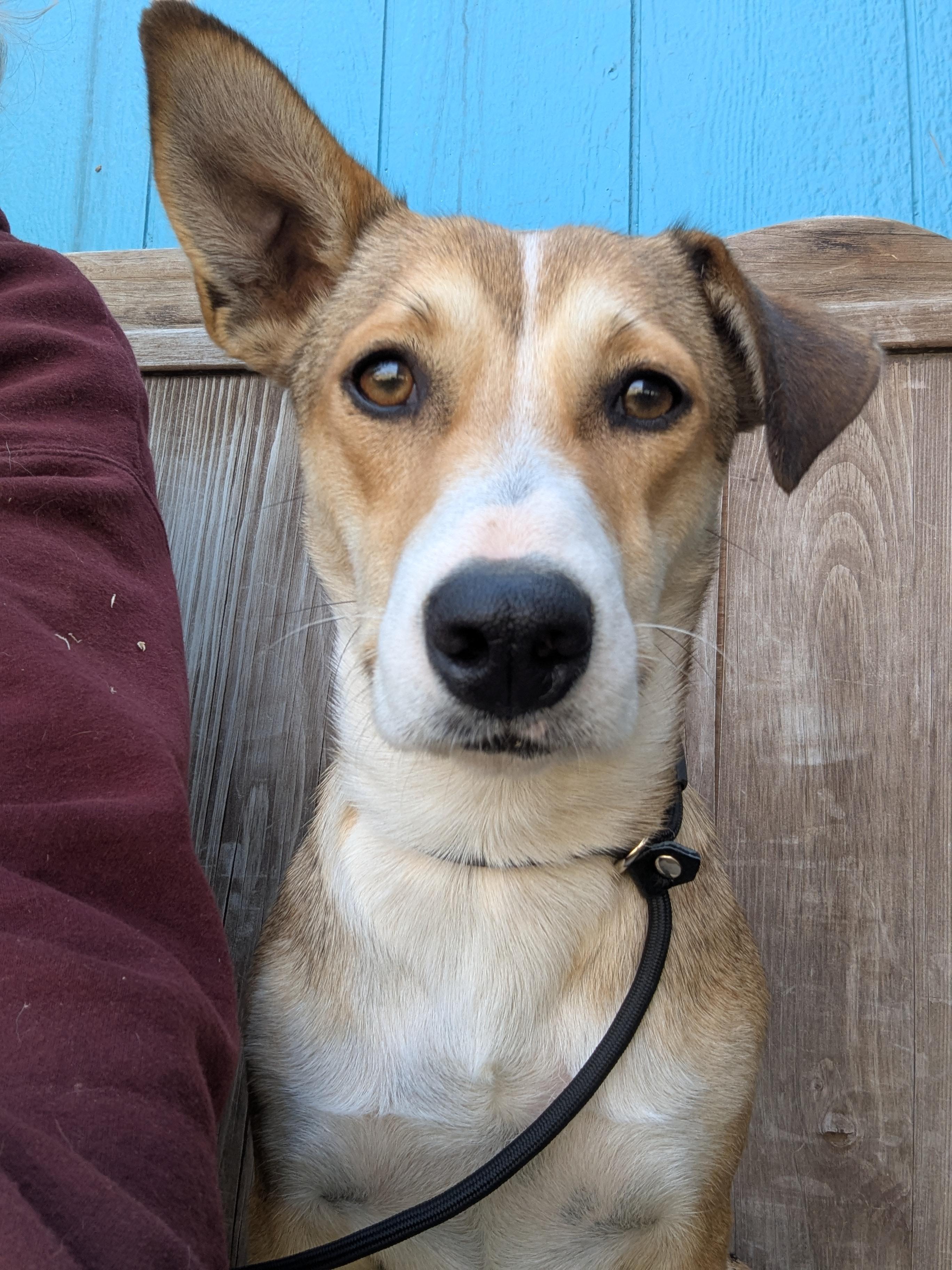 Claudine, a Adoptable mixed breed in San Jose, CA image 1/2