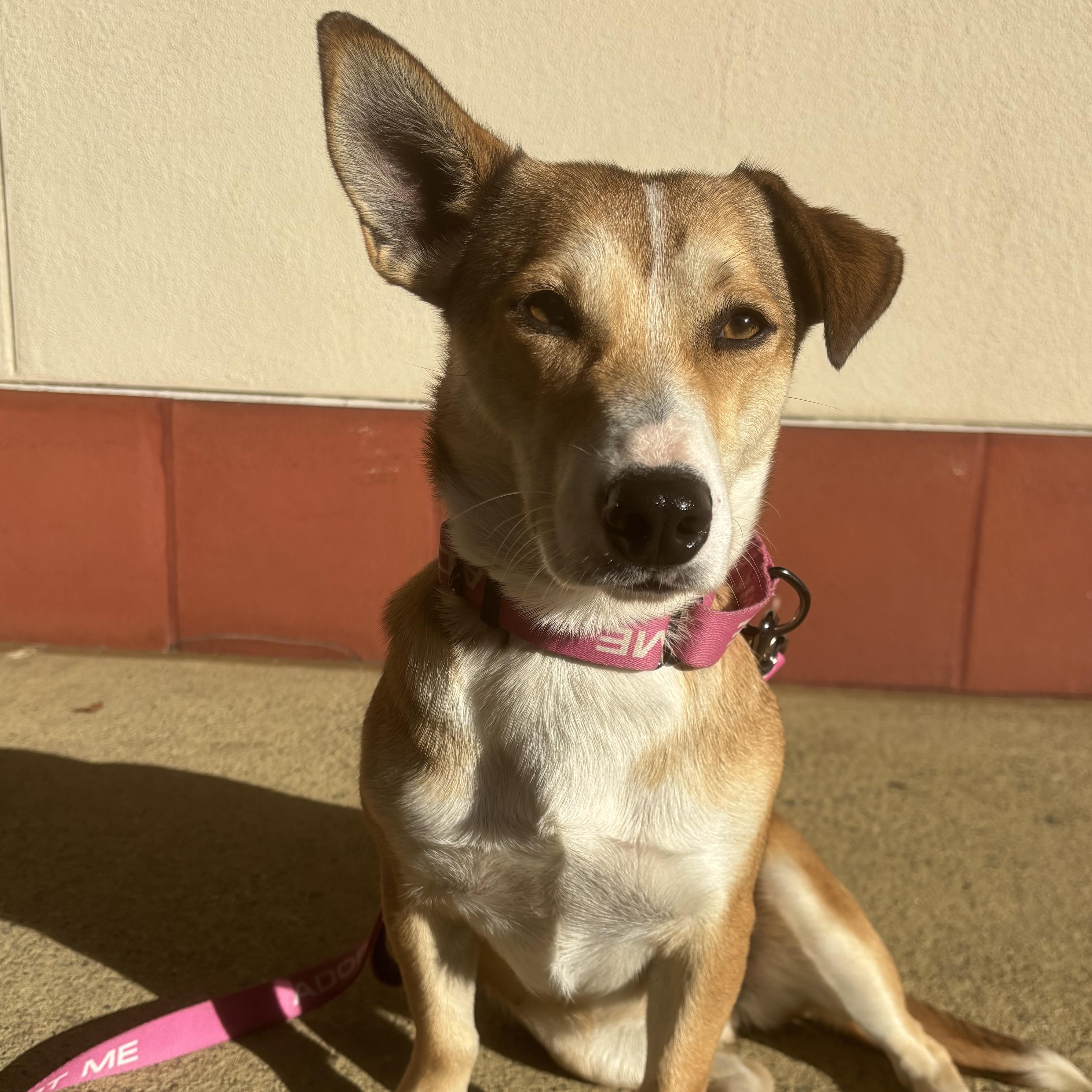Claudine, Adoptable, Adult Female Chihuahua.