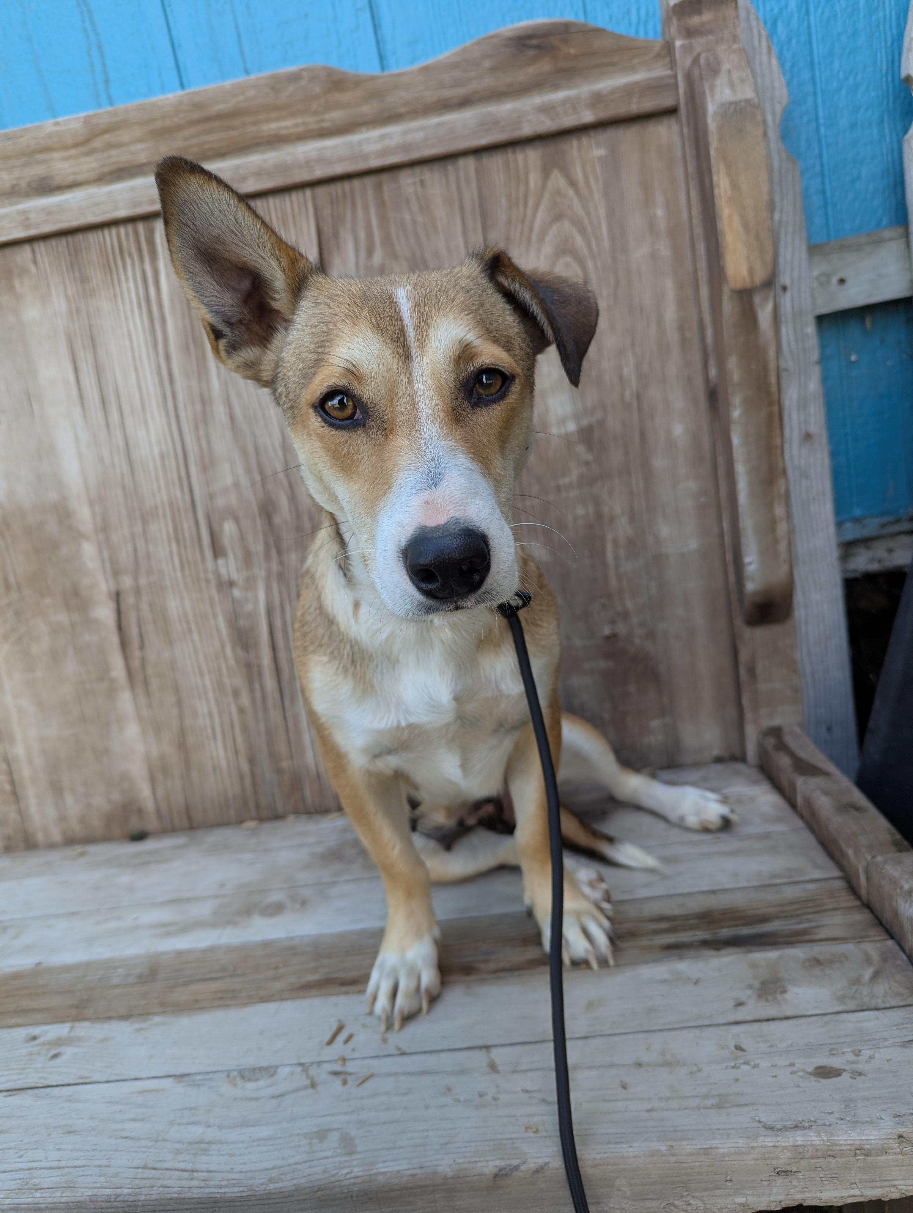 Claudine, a Adoptable mixed breed in San Jose, CA image 2/2