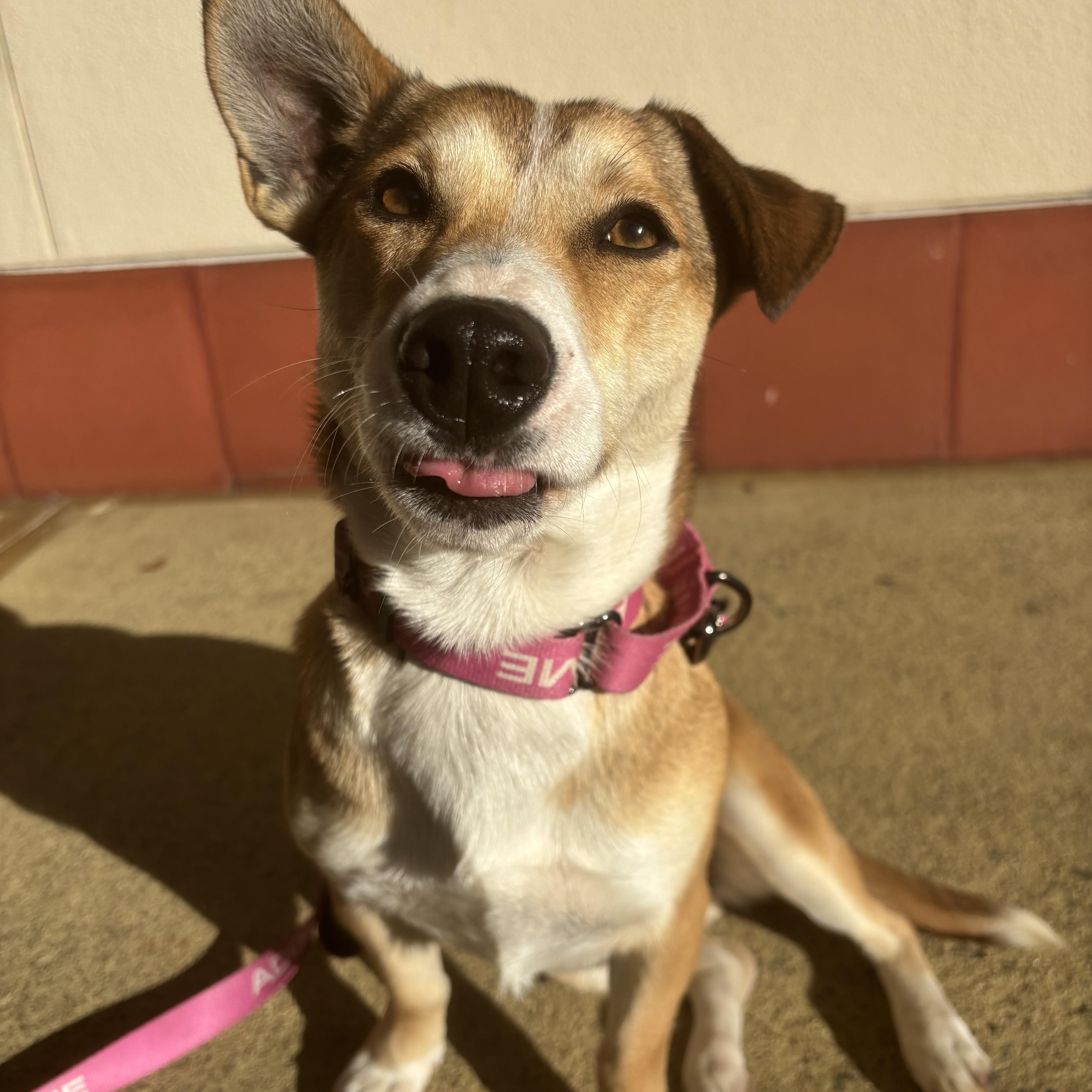Claudine, a Adoptable mixed breed in San Jose, CA image 2/4