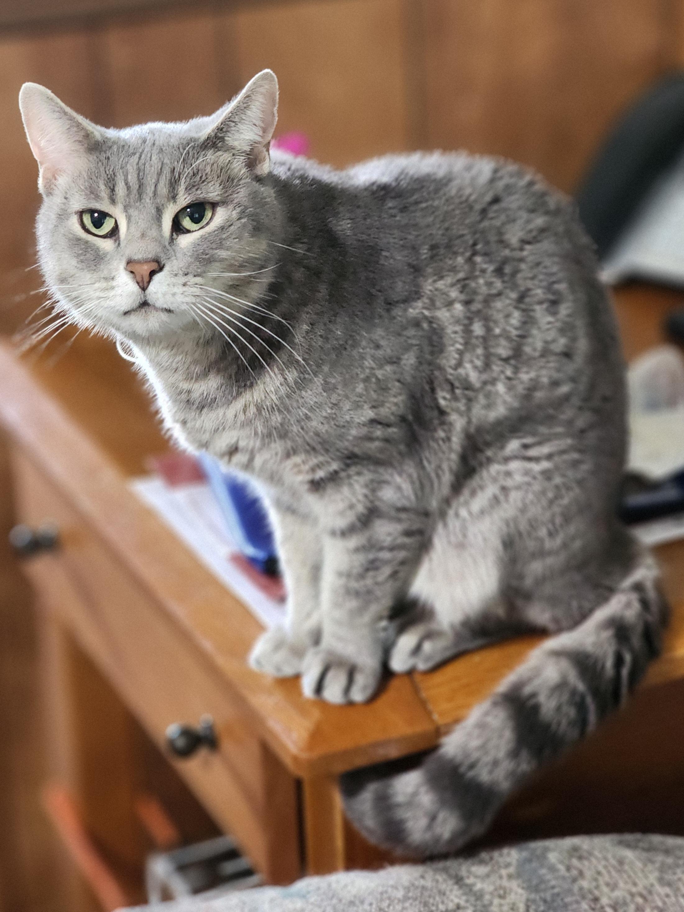 Zippy, Adoptable, Adult Female Domestic Short Hair.