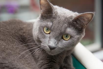 Enlarge 90197A Cloudy, a Adoptable mixed breed in North Charleston, SC image 1/3