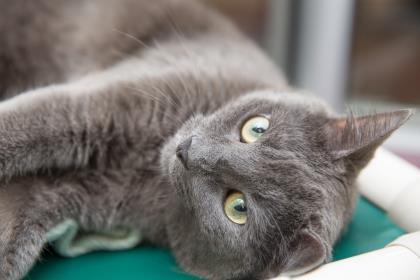 Enlarge 90197A Cloudy, a Adoptable mixed breed in North Charleston, SC image 2/3