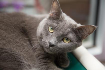 Enlarge 90197A Cloudy, a Adoptable mixed breed in North Charleston, SC image 3/3