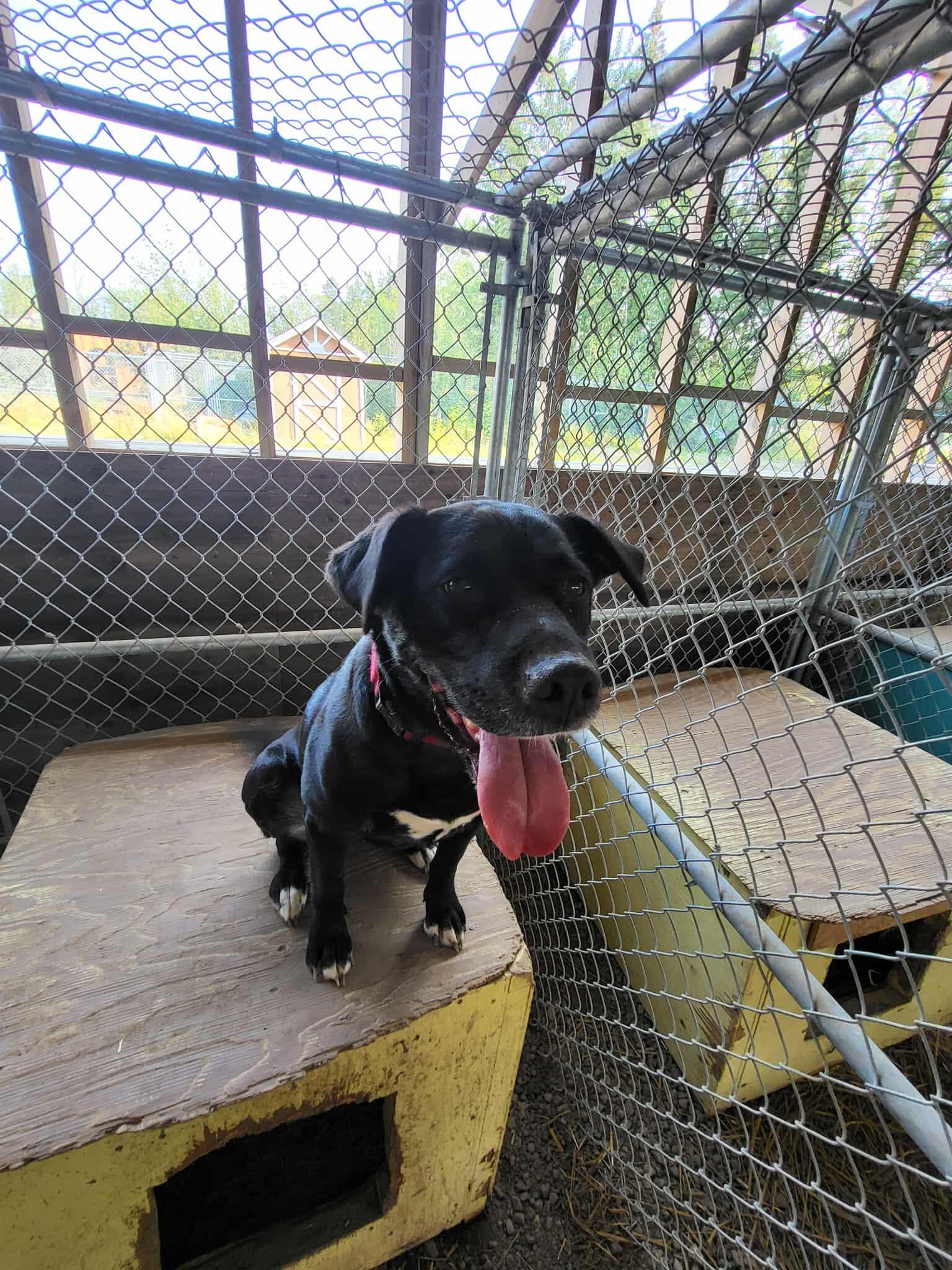Missy, Adopted, Adult Female Black Labrador Retriever & Husky.