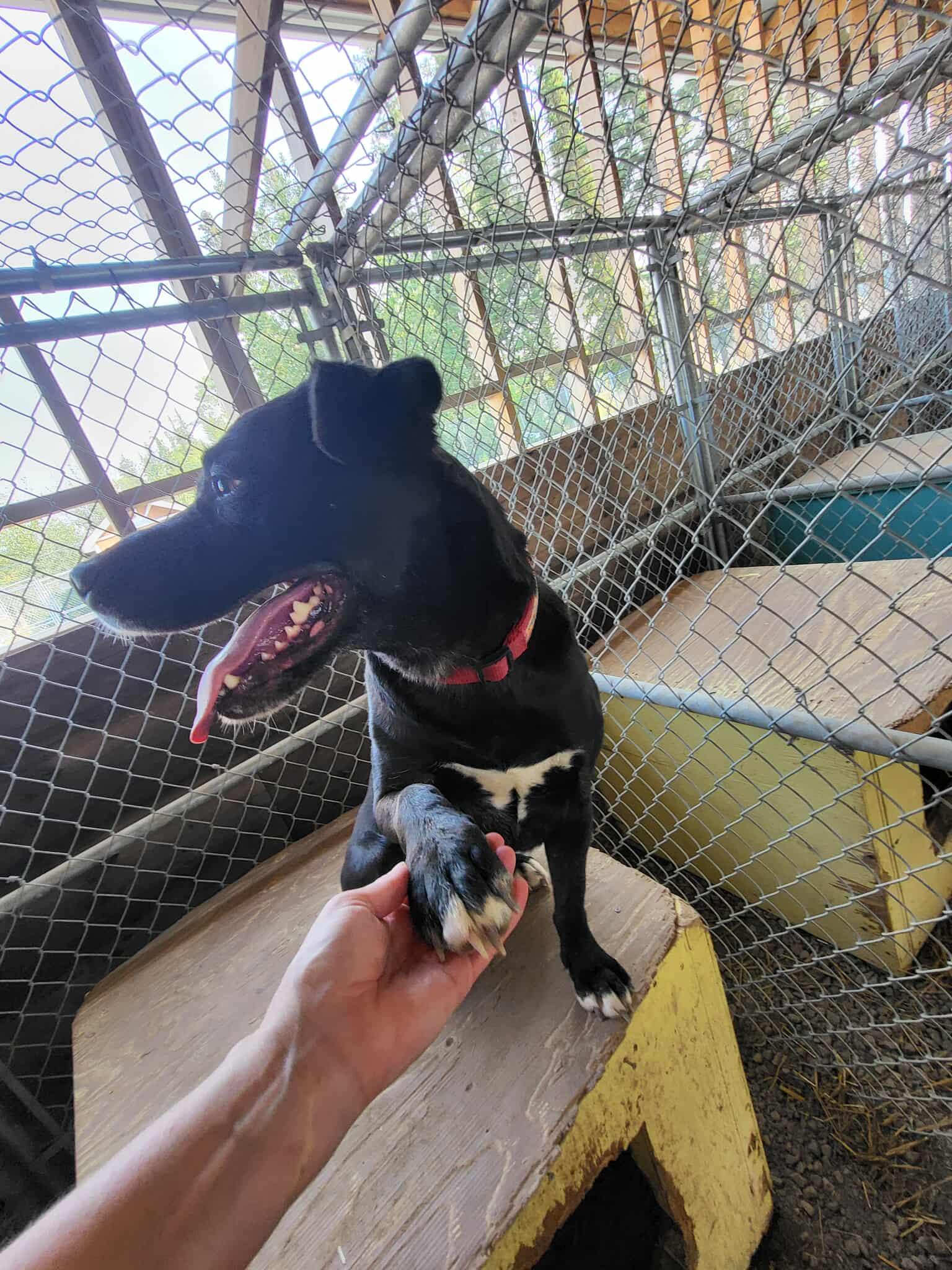 Enlarge Missy, a Adopted mixed breed in Fort Smith, NT image 2/4