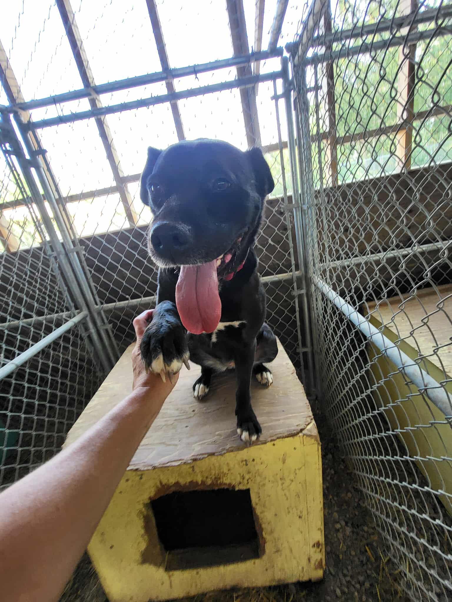 Enlarge Missy, a Adopted mixed breed in Fort Smith, NT image 3/4