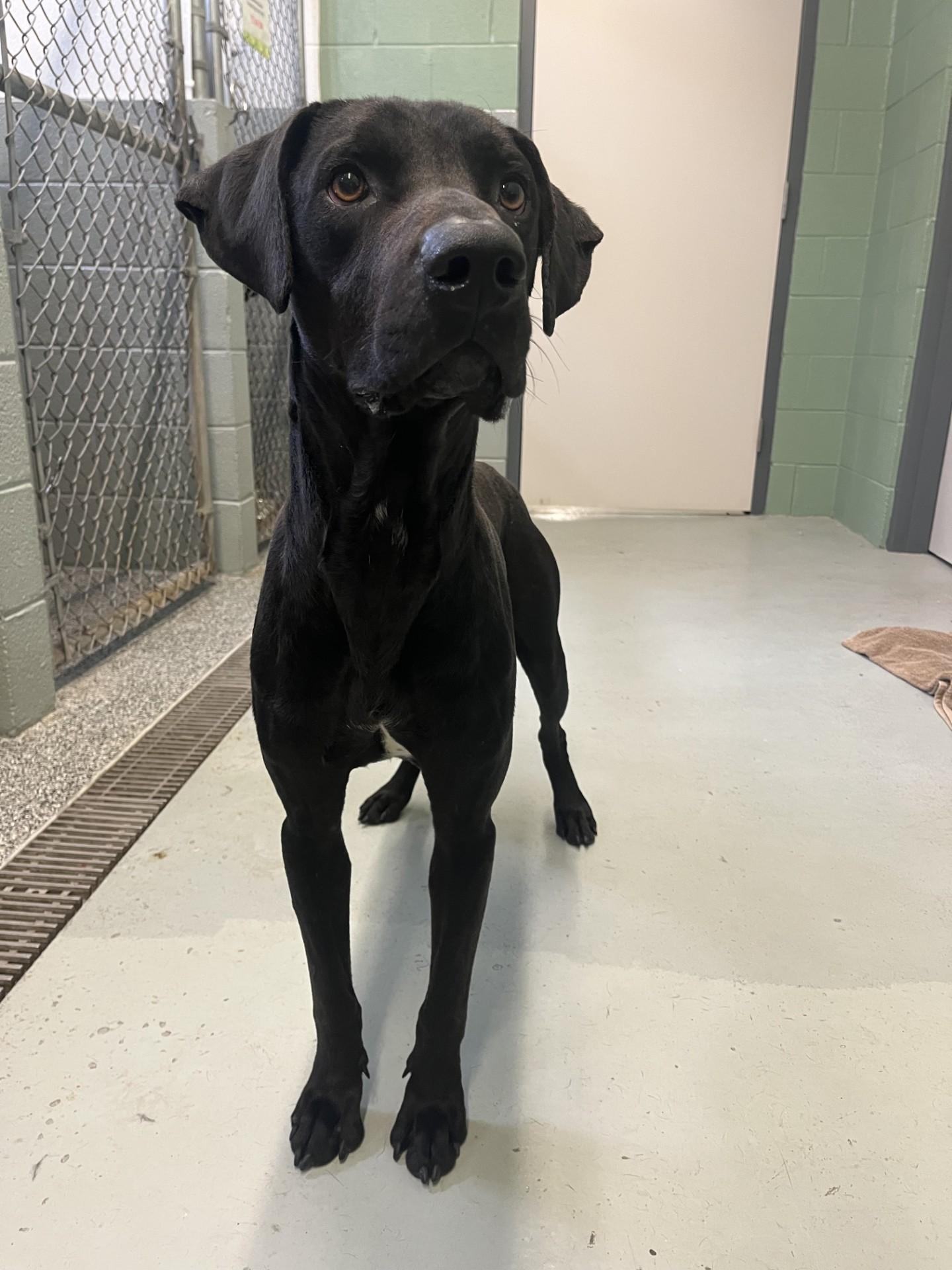 Pete, adopted, Adult Male Black Labrador Retriever.