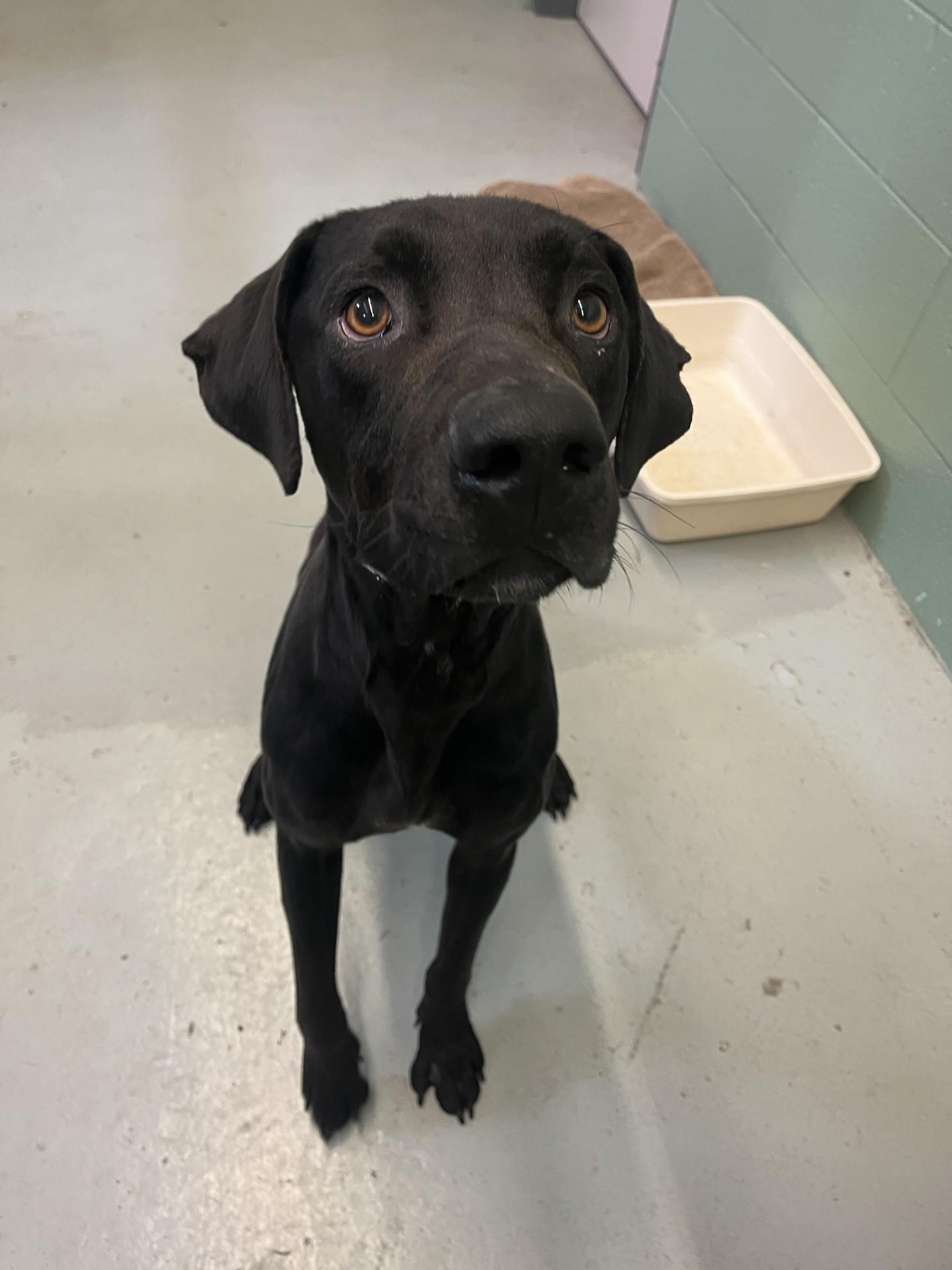 Pete, an adopted Black Labrador Retriever in Boyne City, MI image 2/2